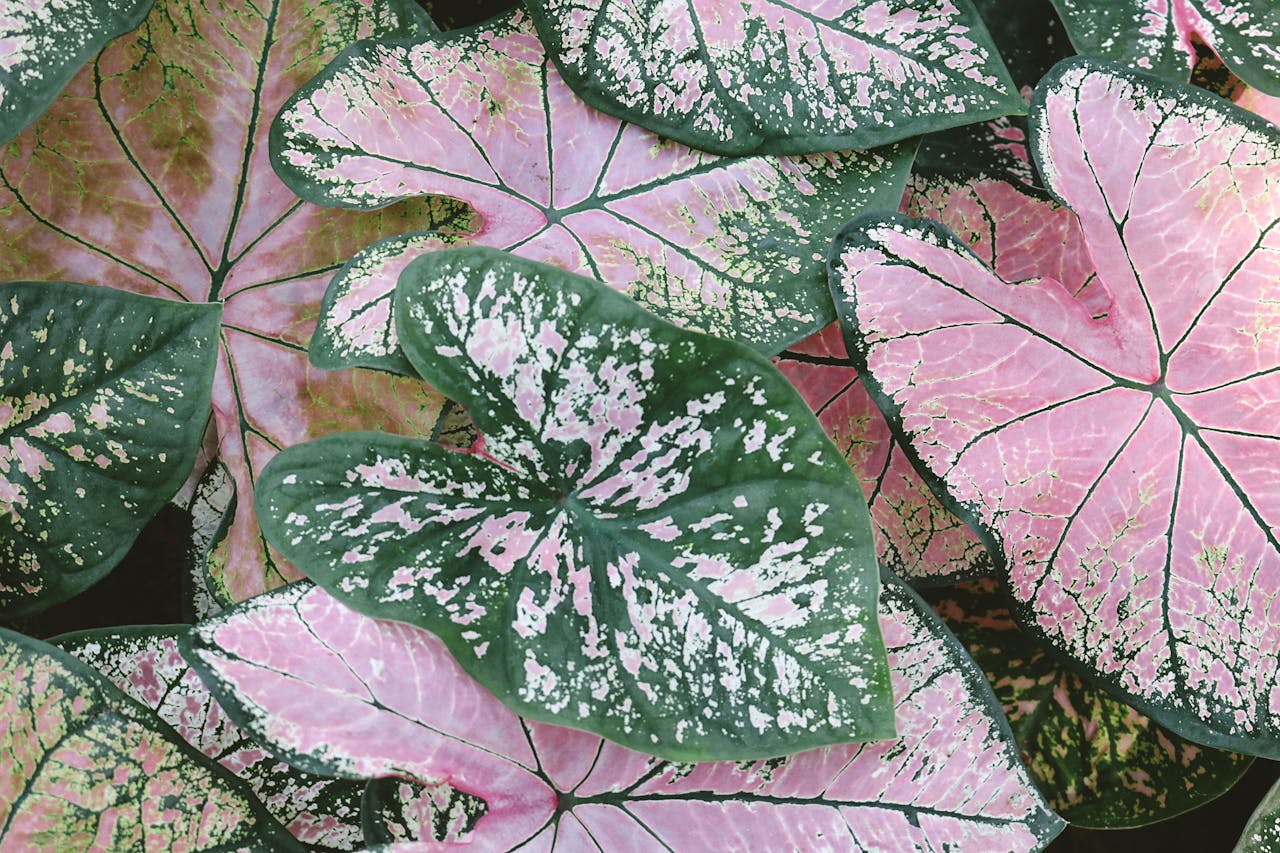 Close-up of caladium leaves featuring heart-shaped, pink and green patterns, showcasing nature's intricate textures.