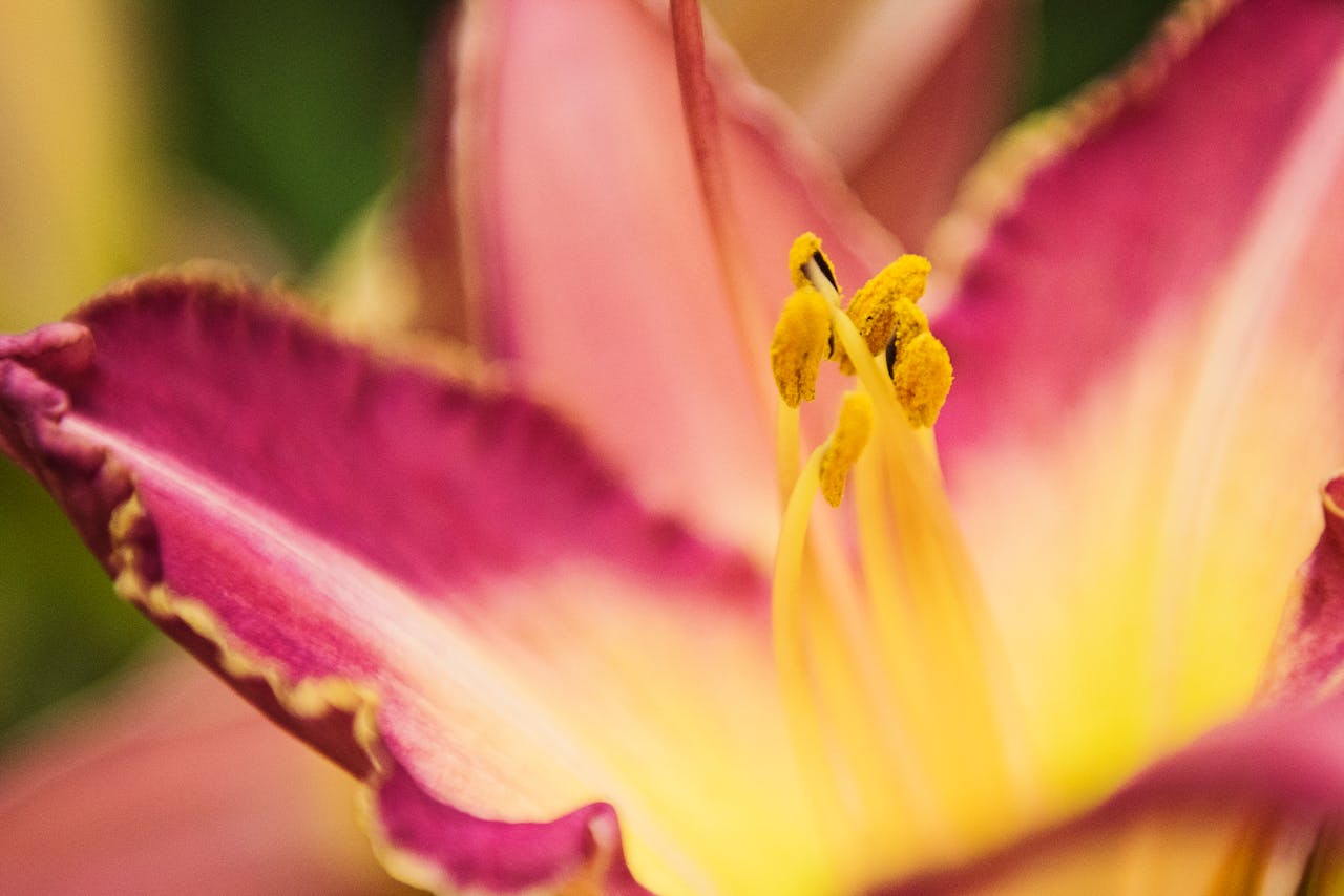 A beautiful macro shot of a vibrant pink daylily, showcasing its delicate petals and rich colors.